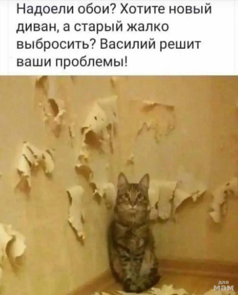 Кот дерет обои