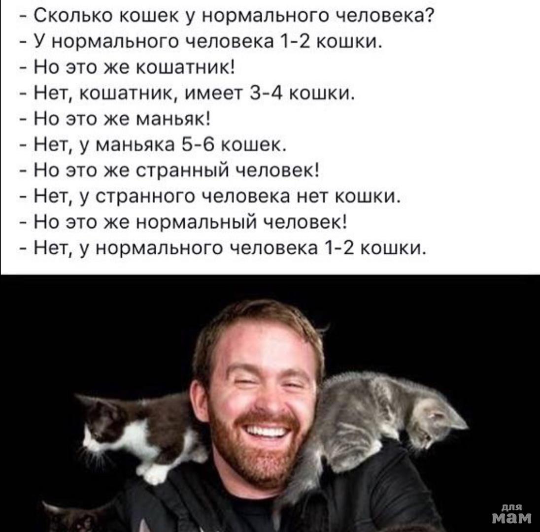 Сколько Кошек На Фото