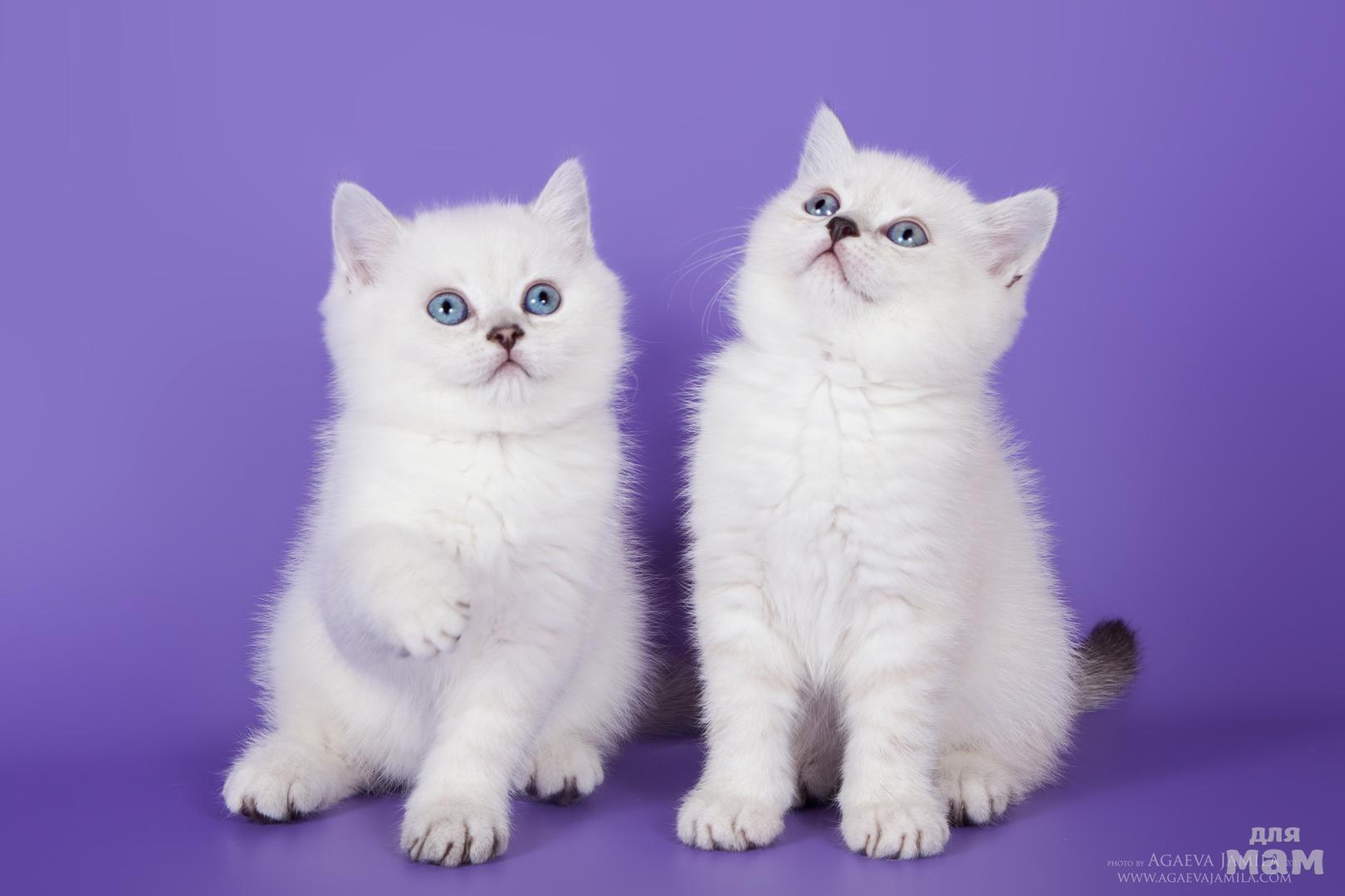 Персы белые котята британцы