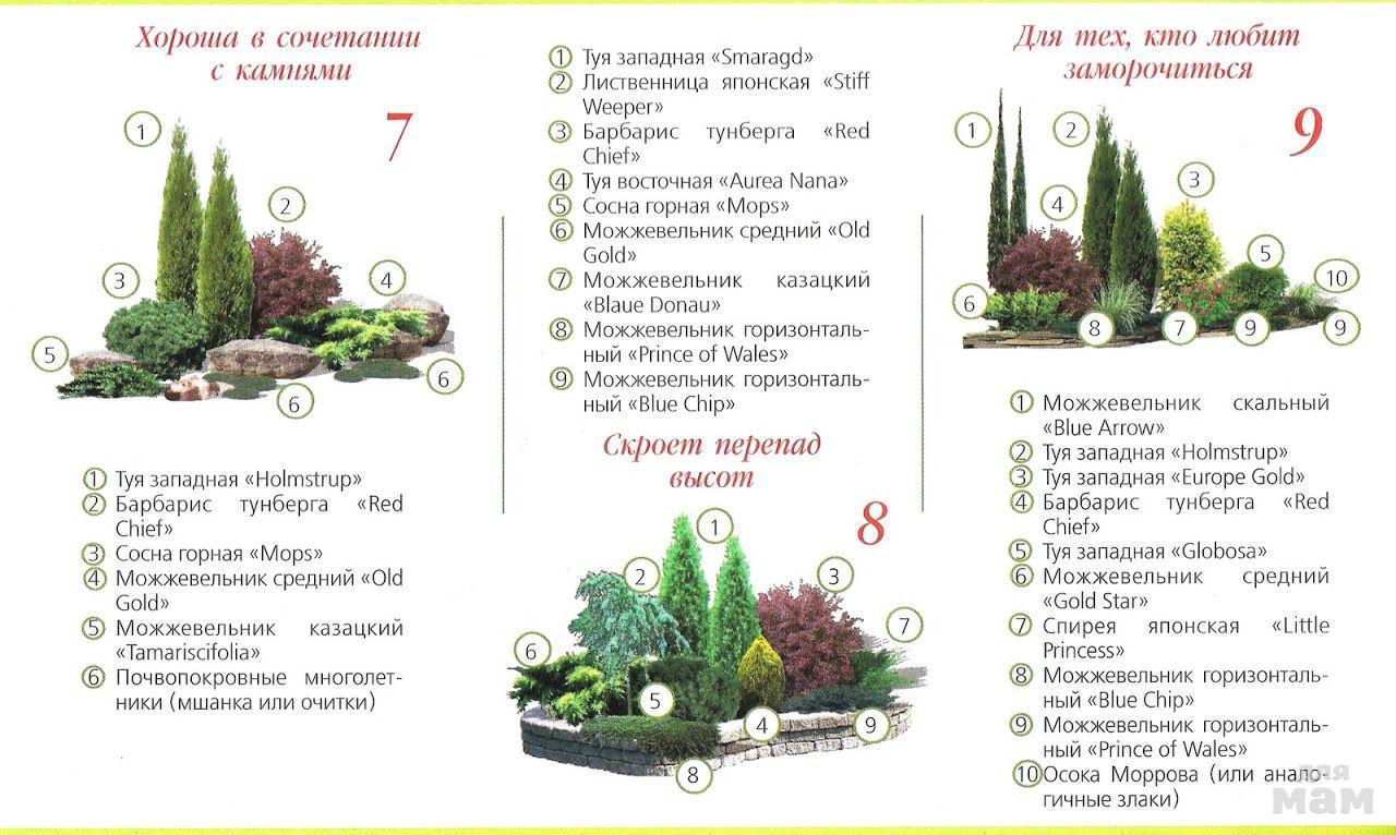 Схема посадки петрушки листовой