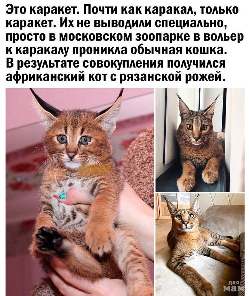 Каракет кот с Рязанской мордой