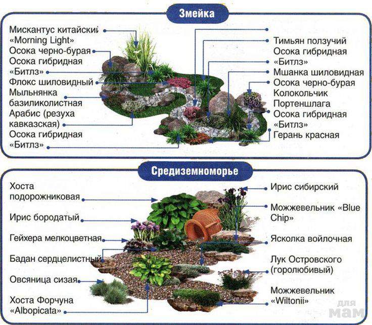 Клумба пряная схема посадки